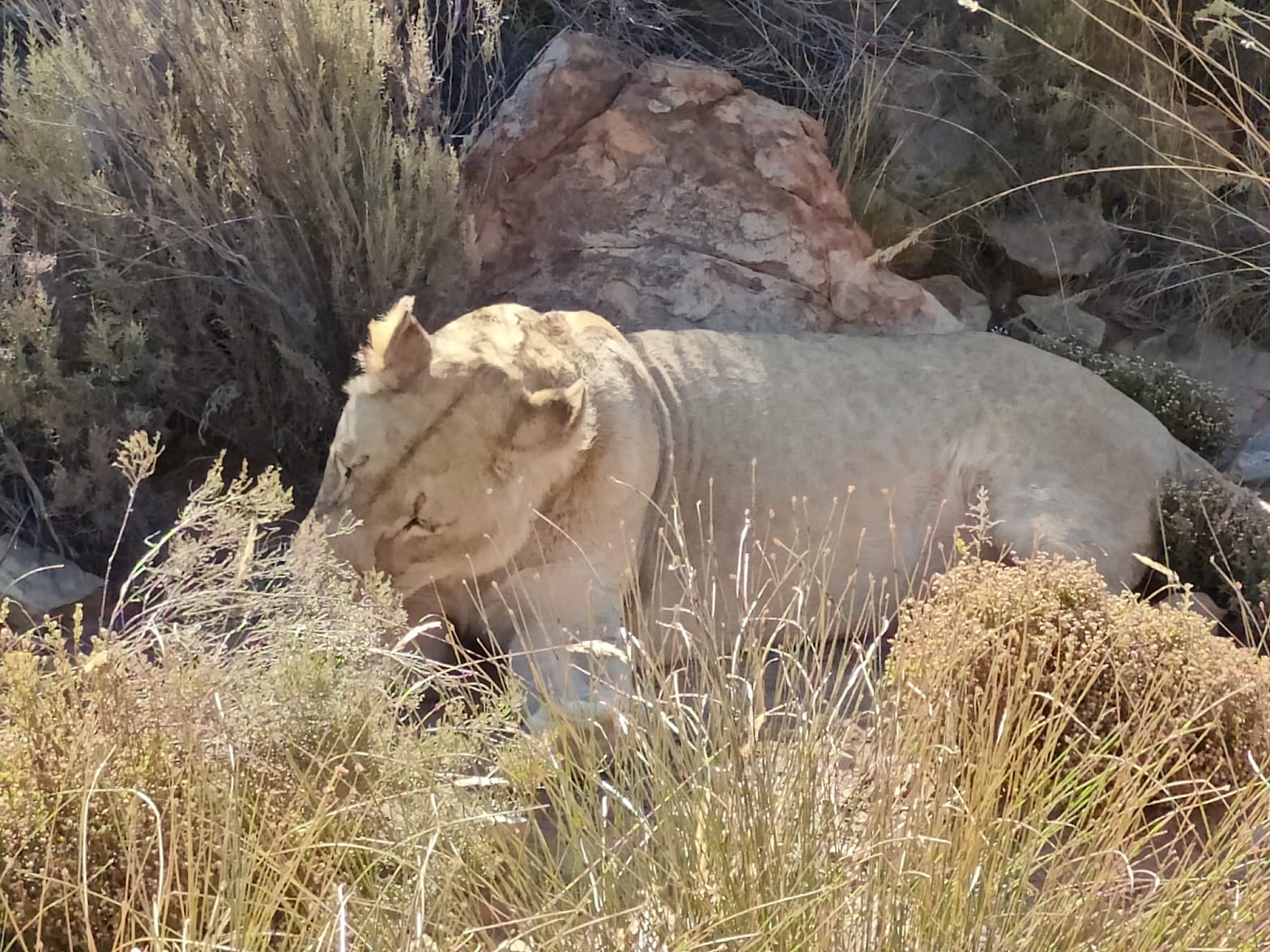 Aquila Game Reserve - Safari 63
